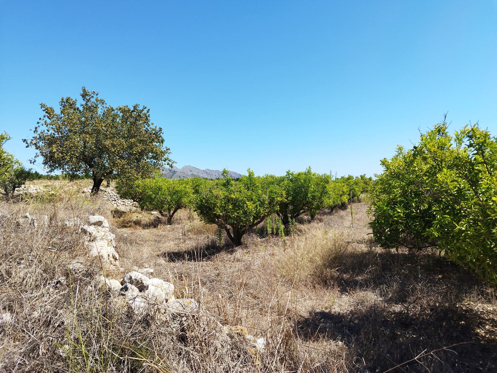 001373 - Terreno llano a la venta cerca de Orba